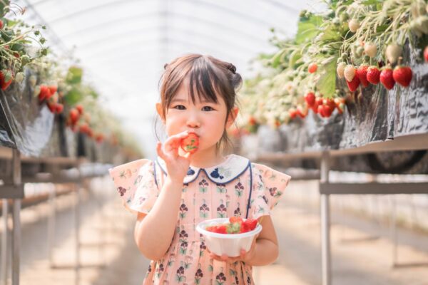 宿泊者限定　1日5組限定!!いちご狩りパック♪